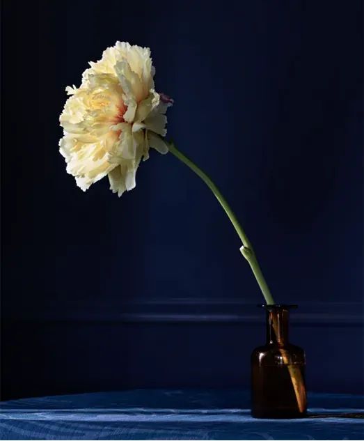 Single pale cream flower in an amber glass bottle against a deep blue backdrop.