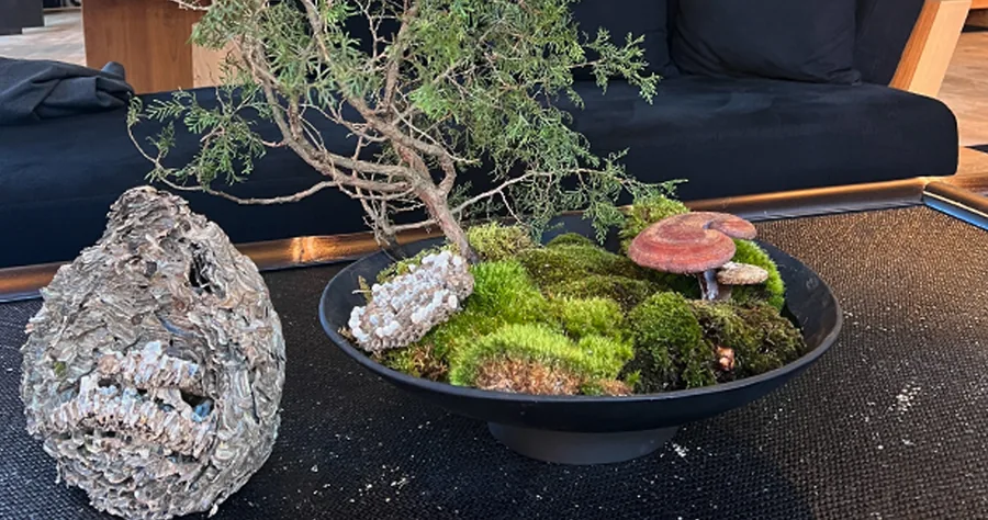 A moss and fern arrangement on a wooden table beside tall windows