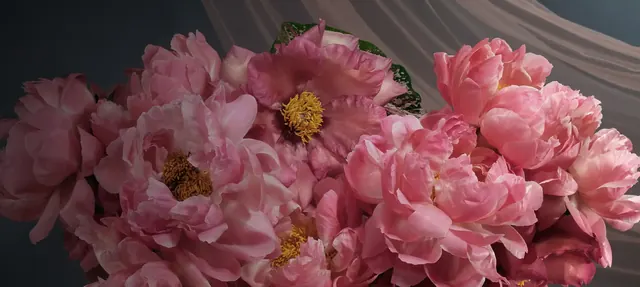 Pink peony blossoms with yellow centres against a softly draped grey backdrop.