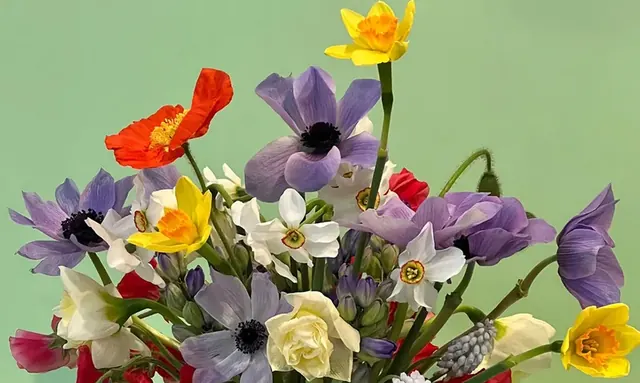 A mixed bouquet of purple, red, yellow and white flowers against a plain light green ground.