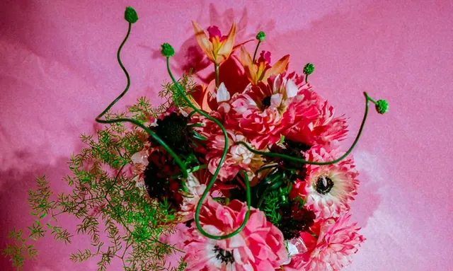 Vivid pink and red blooms with curled green stems photographed from above on a pink ground.