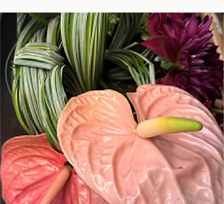 Pink anthurium with striped foliage
