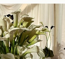 White calla lilies against draped fabric
